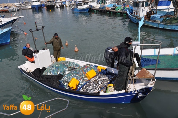 samak denisss (20).JPG